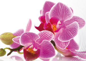 Bucato profumato con essenze Orchidea