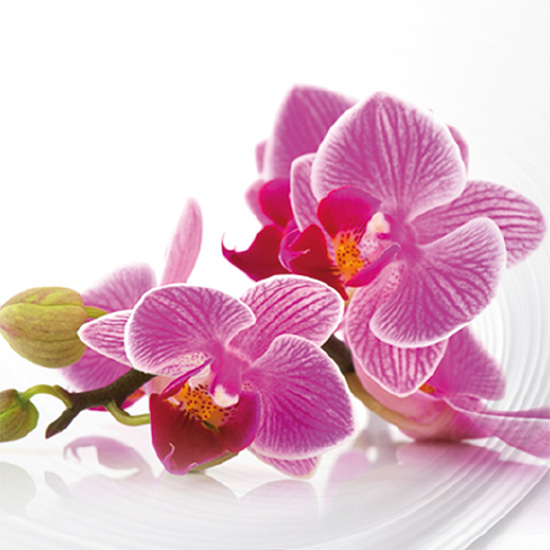 Bucato profumato con essenze Orchidea